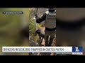Animal officers rescue dog trapped in Bonita cactus patch | NBC 7 San Diego