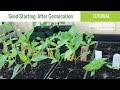 Seeds Have Germinated: Now What? How to Care for Seedlings | Seed Starting Part 2