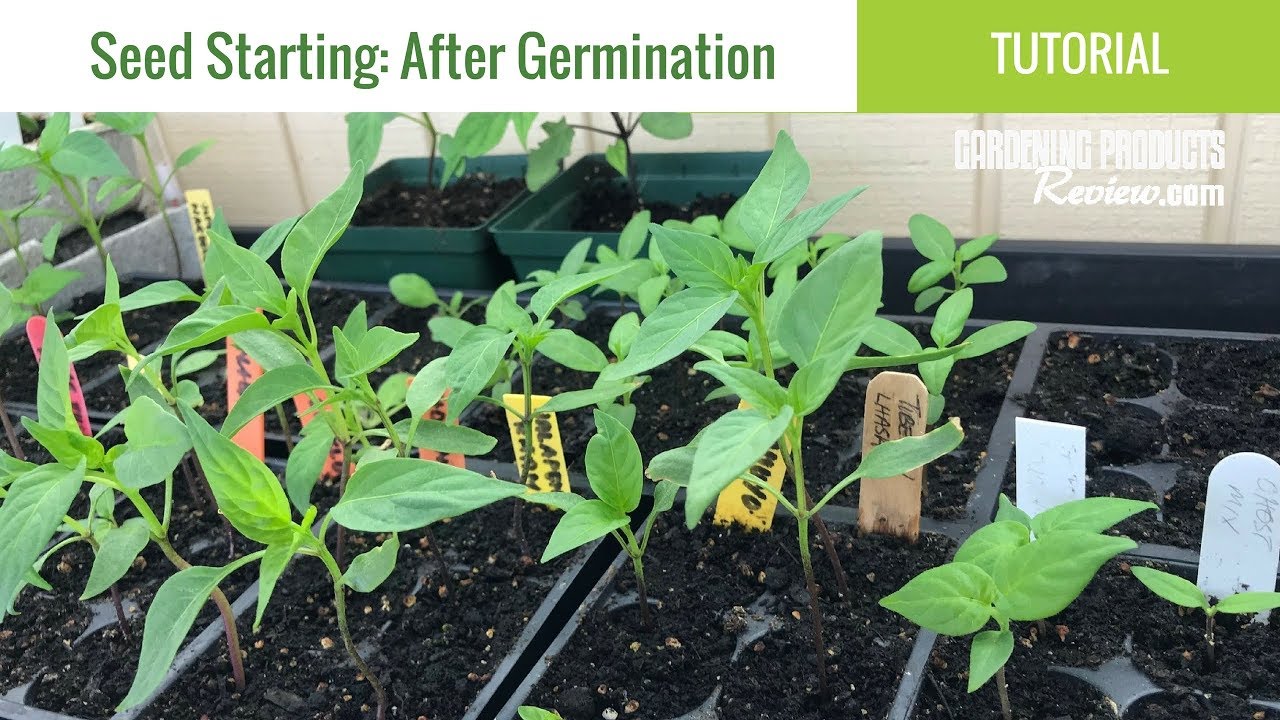 Seeds Have Germinated Now What How To Care For Seedlings Seed