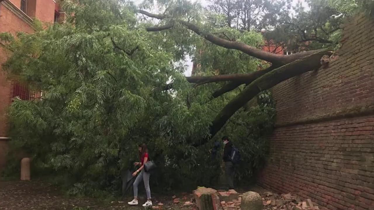 ROMAGNA: Maltempo, vento e grandine abbattono gli alberi | VIDEO