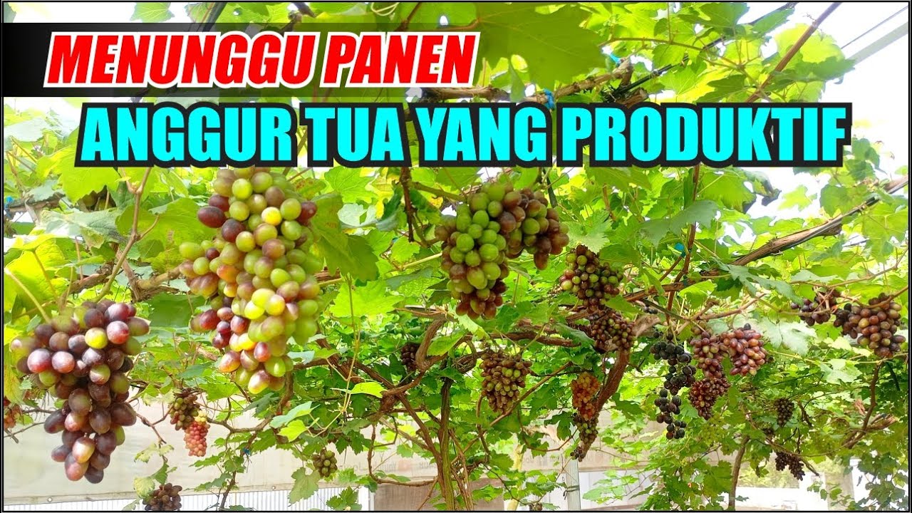 В ожидании урожайного сбора старого винограда