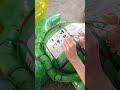 Removing warning labels from PlayTive Inflatable tutrle Ride-on #inflatable #asmr #pool #toys #fun