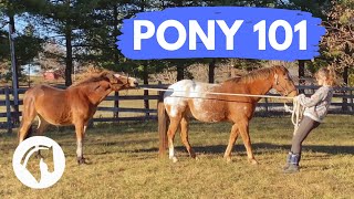 How To Pony A Horse Part One
