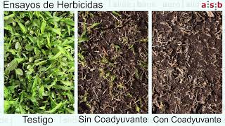Ensayos Herbicidascoadyuvante