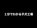 1分でわかる子犬工場（パピーミル）【ペットショップ/ブリーダー】