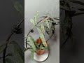 Hoya Sigillatis Хойя Сигилатис