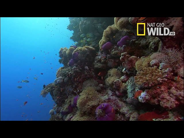 Desert Seas Narrated by David Attenborough | National Geographic Documentary class=