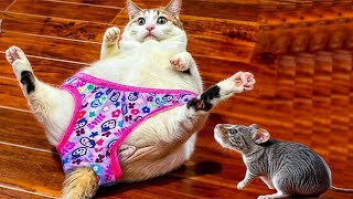 New Funny Animals 😻🐶 Best Funny Dogs and Cats Videos Of The Week😍