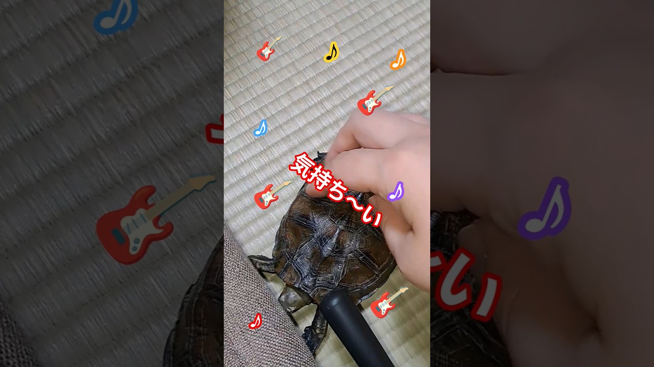 ドラえもんを奏でよう🐢🎶#short#亀#ウンキュウ#かめ#ペット#可愛い#流行る#バズる#ウケる#面白い#turtle #爬虫類#ショート #ショート動画 #動物#動画#ドラえもん#ギター#すごい