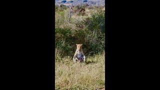 Charging Leopard