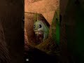 sewers speed run success#animalcompany #vr #fun