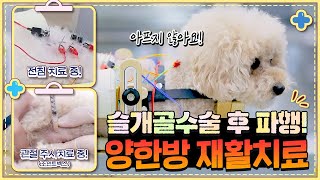 강아지도 침치료를 받을 수 있다?! | 강아지 양한방치료 💊