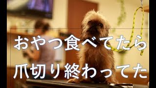 Dawnlods Sexxyybf Videoesxx Com - ãƒšãƒƒãƒˆãƒ›ãƒ†ãƒ« ãƒ‘ãƒ”ãƒ¼ãƒ‘ãƒ¼ãƒ†ã‚£ çŠ¬ã®ä¿è‚²åœ’(dog nursery)ï½œDOG DIAMONDï½œãƒ‰ãƒƒã‚°ãƒ€ã‚¤ãƒ¤ãƒ¢ãƒ³ãƒ‰ :: ç„¡éº»é…”æ­¯çŸ³å–ã‚Š