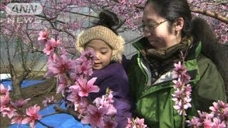 一足早く「桃の花見会」　山梨・笛吹市（12/02/19）