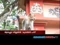 Monkey fever detected Alappuzha