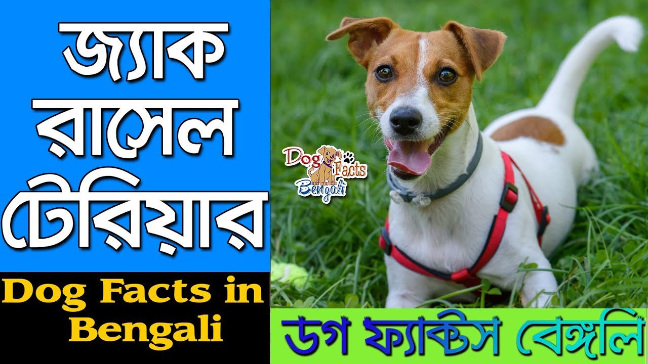 Jack Russell Terrier Dog facts in Bengali Small Dog Breed Dog Facts Bengali YouTube