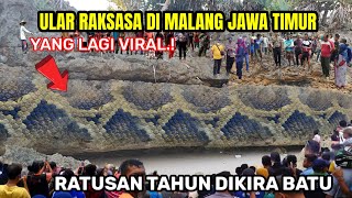 lagi viral.!ular raksasa di malang jawa timur ratusan tahun dikira batu