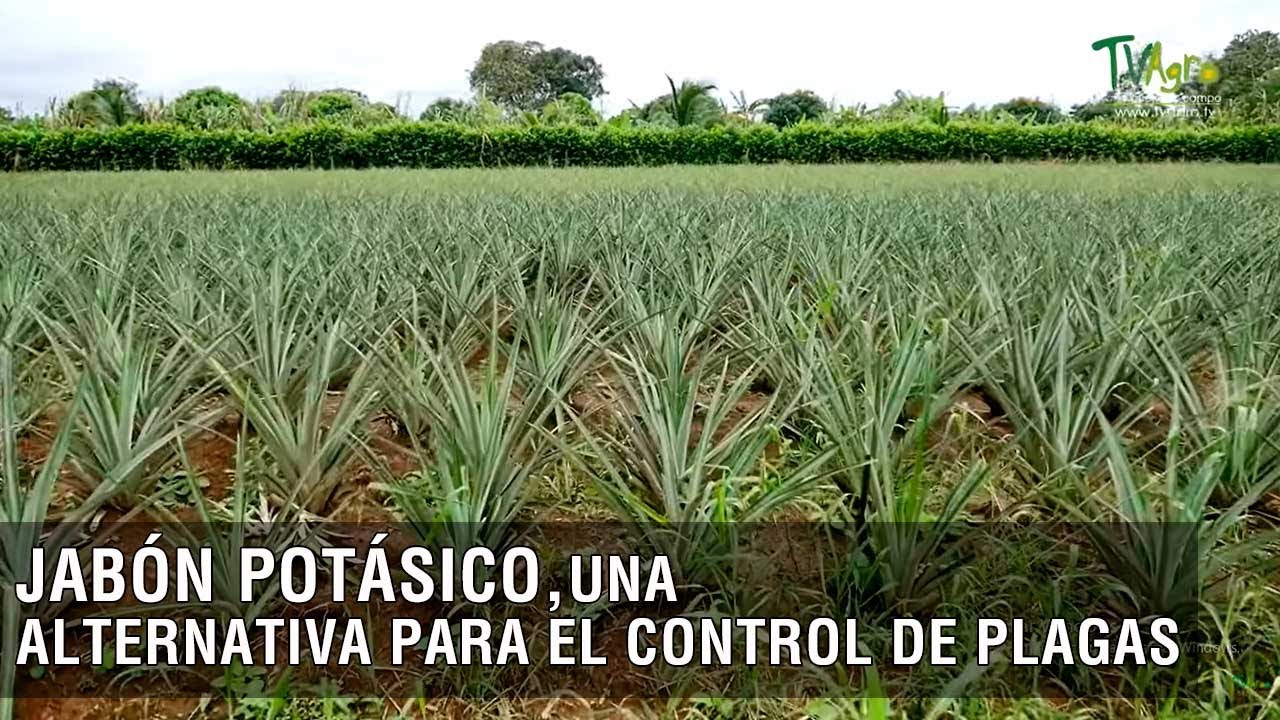 Jabón potásico, una alternativa para el control de plagas - TvAgro por Juan Gonzalo Angel Restrepo