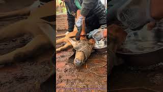 Humane Deer Antler Harvest: How It Works