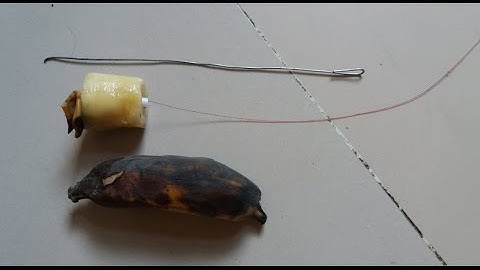 Cách móc mồi chuối câu cá Tra, cá Trê khủng