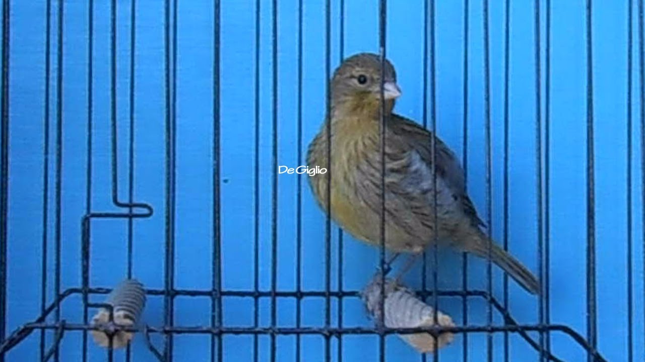 37 days old self green fife canary ring 8 YouTube