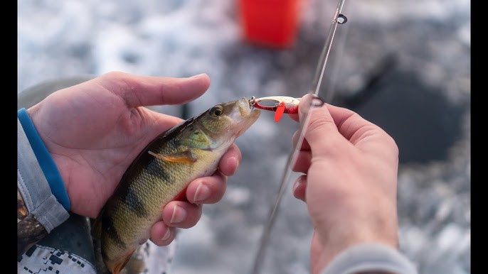 Micro BAIT Ice Fishing With FROSTBITE TUNGSTEN JIG & TPG BAITS