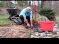 How to move transplant perennials to a new location