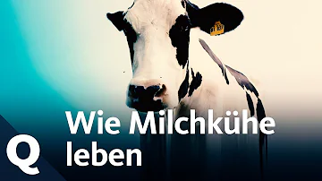 Wie viel ist eine Milchkuh wert?