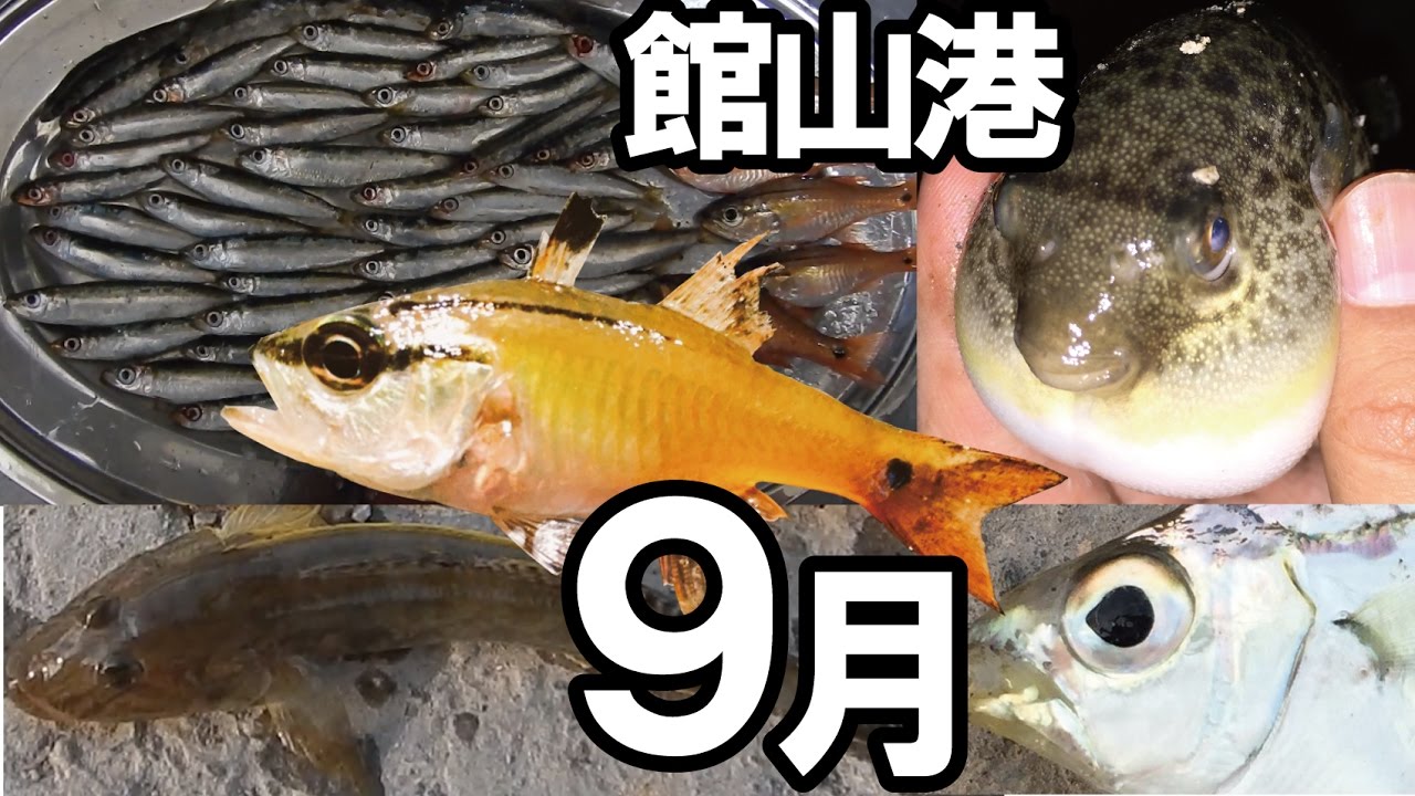 サビキ釣り 堤防 釣り ヒイラギ ネンブツダイ 鰯 はぜ 釣った魚 アヒージョ 9月 館山港 釣り初心者 ファミリー 営業ｓ Youtube