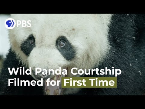Video: Hvor bor pandaer naturlig?