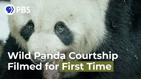 Wild Panda Courtship Filmed for First Time - DayDayNews