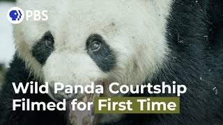 Wild Panda Courtship Filmed for First Time