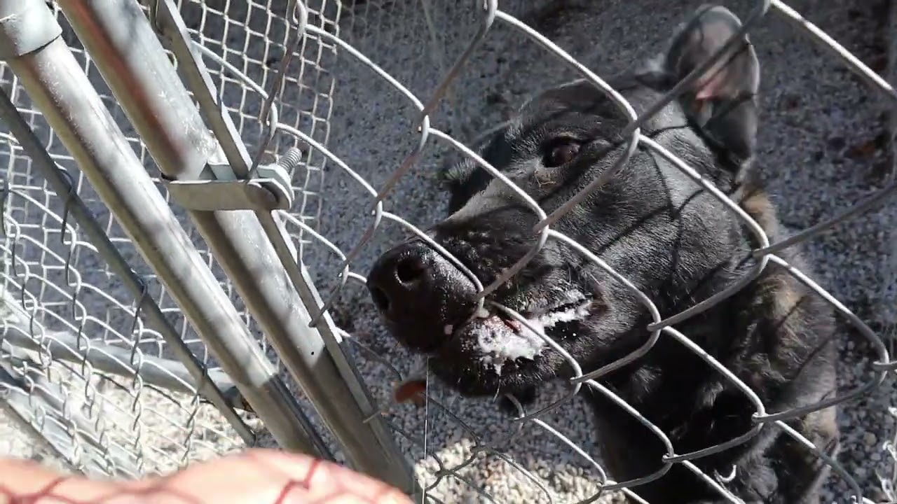 Мой новый ГОЛЛАНДСКИЙ Овчарка - Он ОСТРЫЙ!!