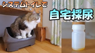 自宅で猫のおしっこを採取する方法【システムトイレで簡単採尿】