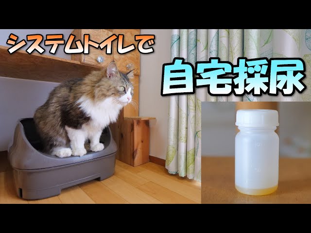 自宅で猫のおしっこを採取する方法【システムトイレで簡単採尿】