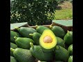 🥑🥑 GANHE ATÉ 60 MIL ANUAL COM 01 ALQ DE ABACATE 🥑🥑