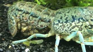 Marbled blue crayfish with many small crustaceans baby’s #crayfish #cancer