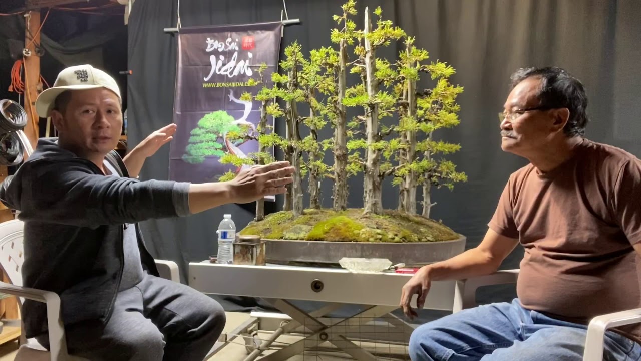 Bằng Kiều’s Bonsai story- Rừng