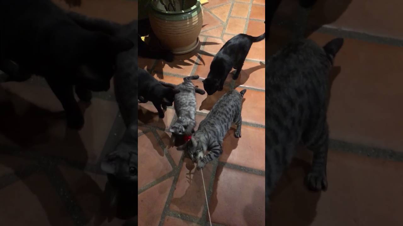 feline infectious peritonitis natural treatment Smokey learns to fish