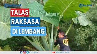 Ini Rahasia Tanaman Talas Raksasa Warga Lembang Bandung Memiliki Harga Jual yang Menggiurkan