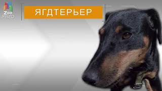 Ягдтерьер - Интересный Собак