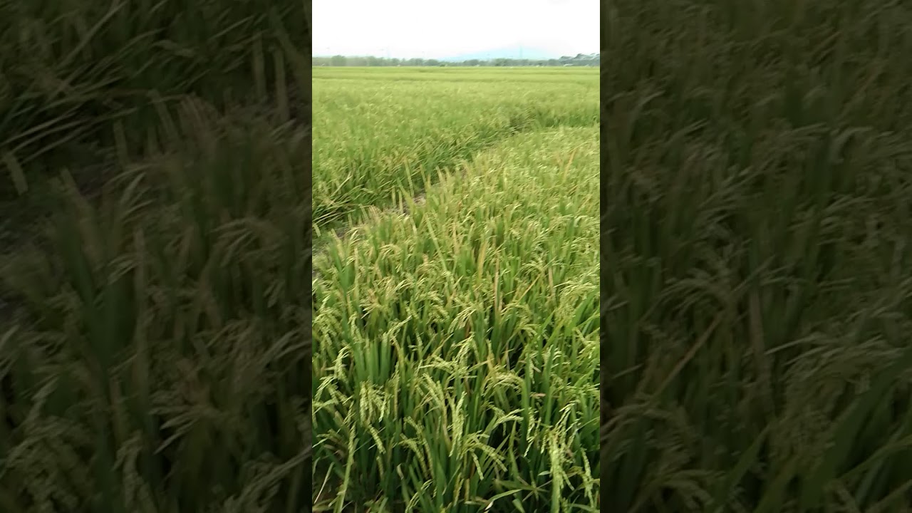 Scenery Sawah - Ngawi, Jawa Timur 