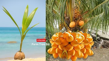 incredible Way to Make Coconut Trees Grow 3X Faster! | How to grow a coconut tree