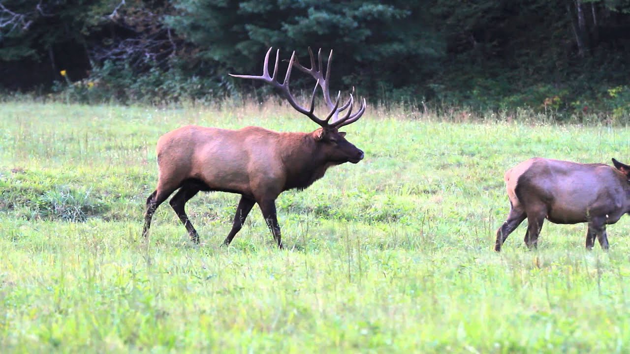 Bull elk bugling Cataloochee Valley GSMNP YouTube