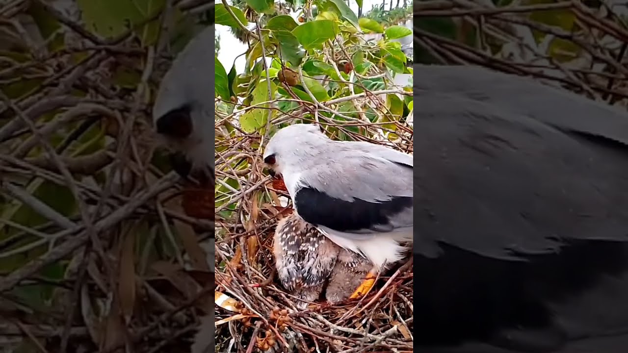  Black Winged Kite A Mother S Fierce Love In The Nest 6