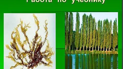 Низшие и высшие растения