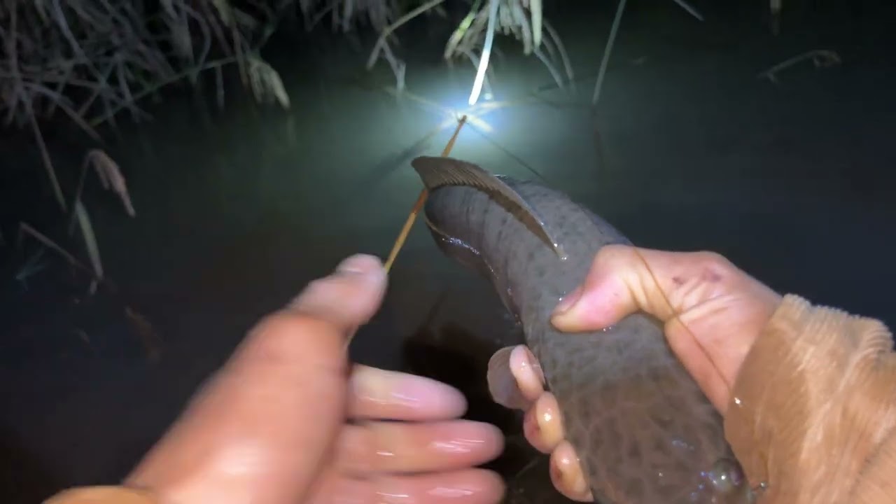 ￼SSinh tồn một đêm đi câu cá sẽ như thế nào 🐟🎏