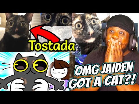 TOSTADA LOOKS SCARED! Jaiden Animations I Got A Cat Reaction