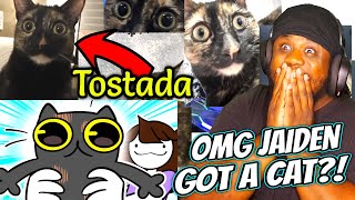 TOSTADA LOOKS SCARED! Jaiden Animations I Got A Cat Reaction