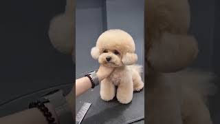 CAVAPOO PUPPY GETTING FACELIFT AND NEW STYLING #dog #puppy #cutedog #shortsvideo #pets